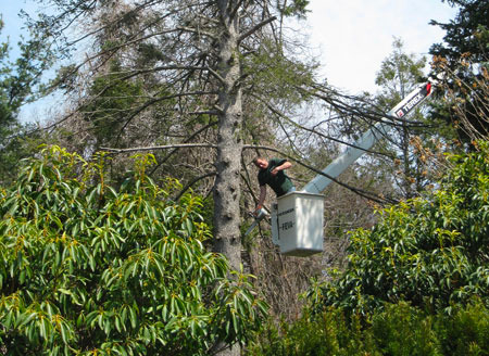 Big tree cutting and maintenance by Sandweiss Tree team